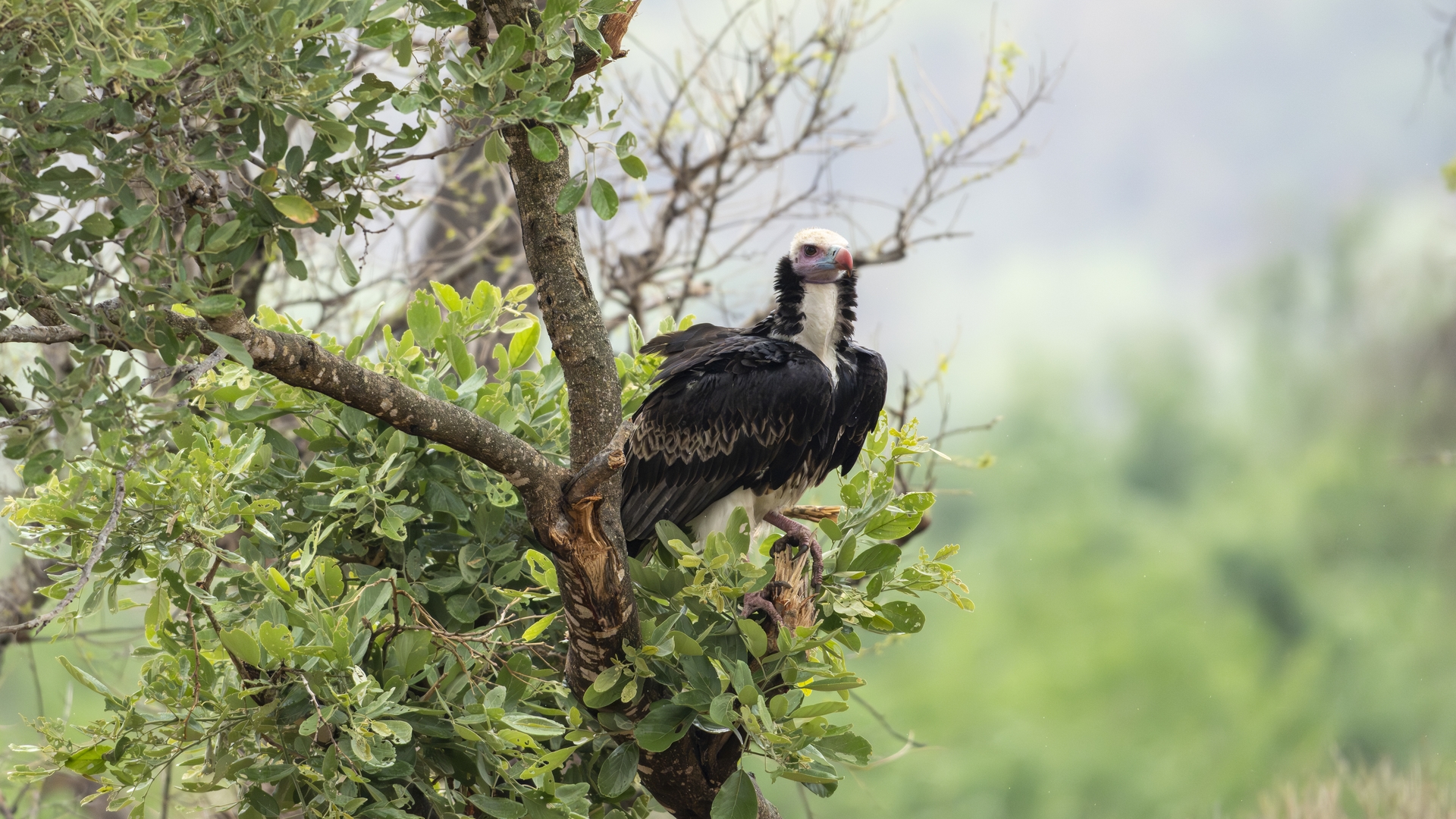 Kruger25 2025 11 05 09 37 29 ILCE 1M2 1557